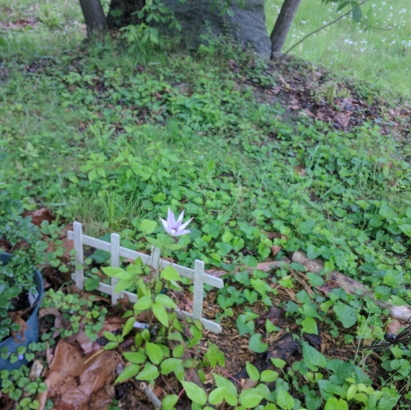 Meet your Posher, Shelby - Picture 1 of 1